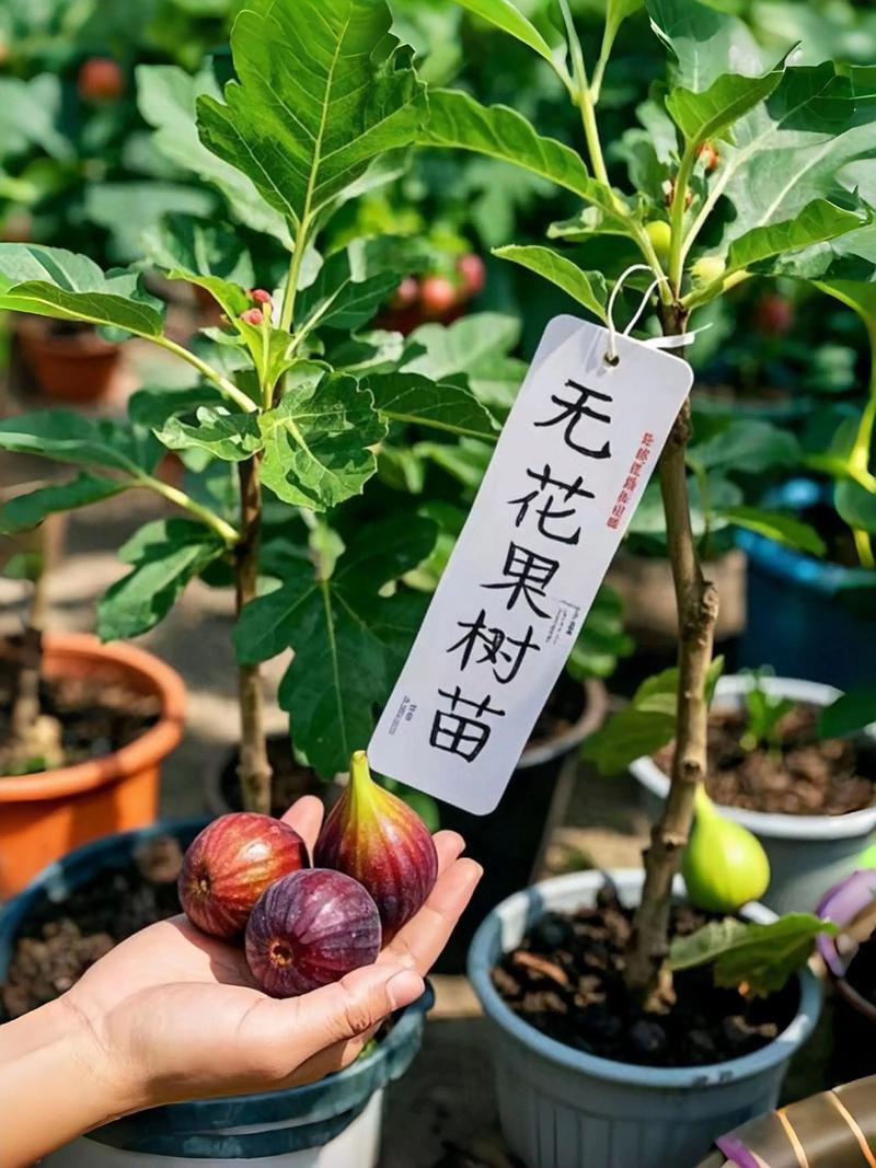 房前种无花果树好不好?选对品种和苗木,庭院栽植收益高 六、房前栽植的经济账:单株收益与绿化兼得