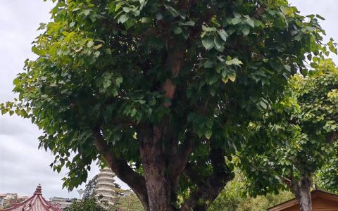 菩提籽是什么树结的？详解菩提树（Ficus religiosa）的植物学特征
