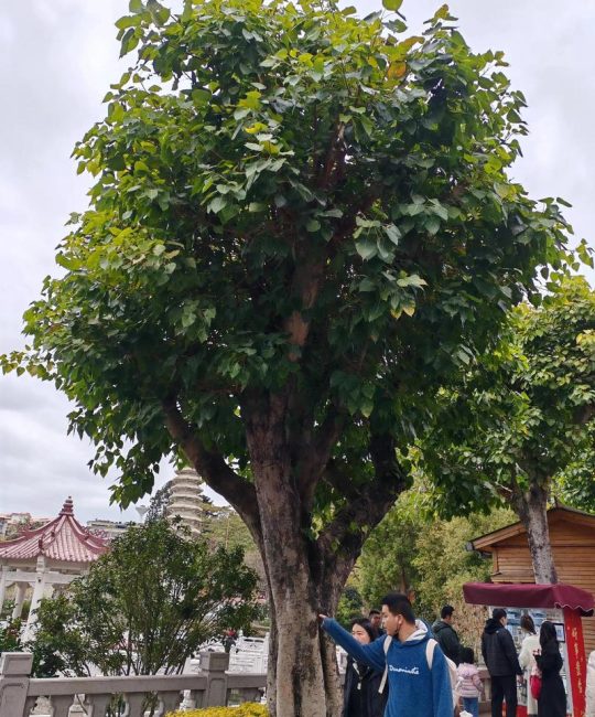 菩提籽是什么树结的？详解菩提树（Ficus religiosa）的植物学特征