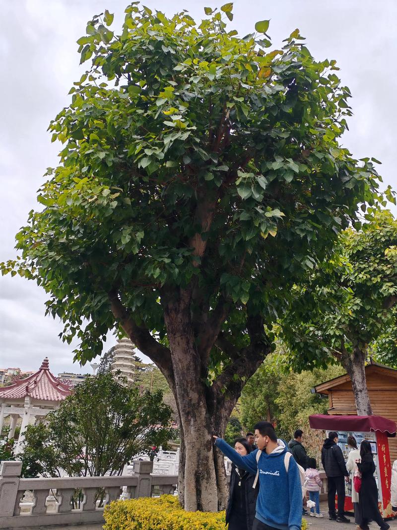 菩提籽是什么树结的?详解菩提树(Ficus religiosa)的植物学特征 菩提籽是什么树结的?详解菩提树(Ficus religiosa)的植物学特征