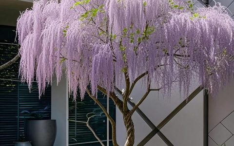 宅院里种什么树好呢？这些树种让庭院四季有景、生活有味