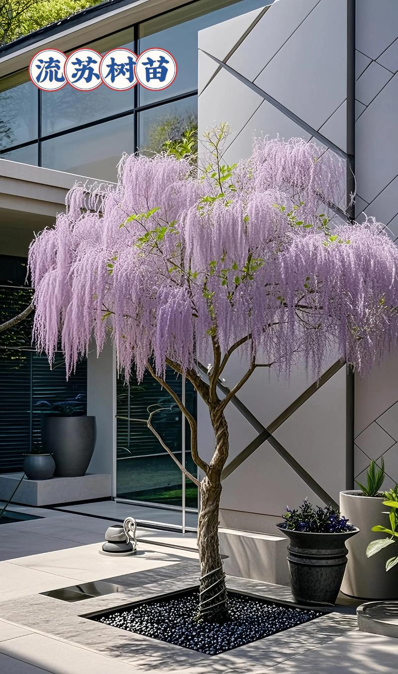 宅院里种什么树好呢?这些树种让庭院四季有景、生活有味 一、根据庭院方位与空间选树