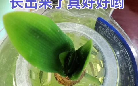 君子兰可以水培养殖吗？4步科学水培法让根系更健壮