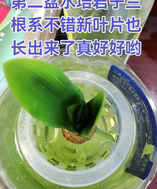 君子兰可以水培养殖吗？4步科学水培法让根系更健壮