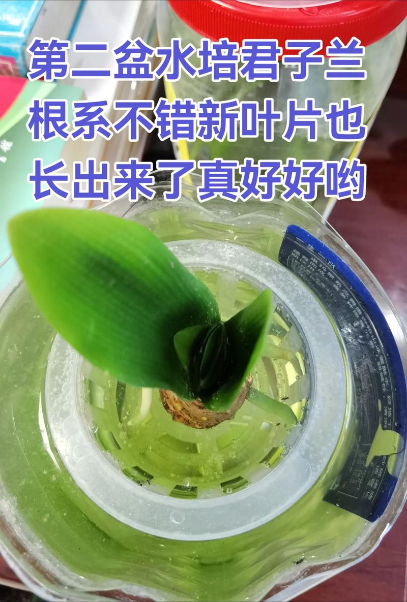 君子兰可以水培养殖吗?4步科学水培法让根系更健壮 君子兰可以水培养殖吗?4步科学水培法让根系更健壮