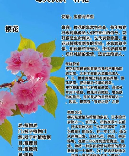 樱花香好闻吗？探秘樱花香气的秘密与园艺种植指南