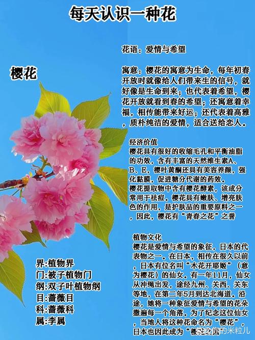 樱花香好闻吗?探秘樱花香气的秘密与园艺种植指南 樱花香气的真实面貌