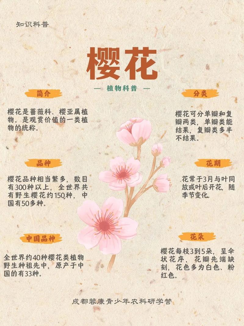 樱花香好闻吗?探秘樱花香气的秘密与园艺种植指南 如何在花园中营造“樱花香”体验?