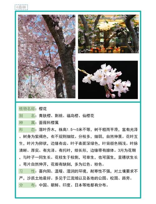 樱花香好闻吗?探秘樱花香气的秘密与园艺种植指南 总结:樱花香,值得细品