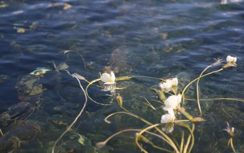 泸沽湖水性杨花是什么花？详解波叶海菜花的形态、习性与识别要点