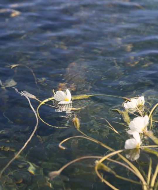 泸沽湖水性杨花是什么花？详解波叶海菜花的形态、习性与识别要点