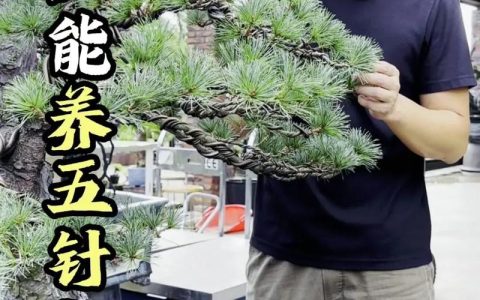 松树冬天能剪枝吗？家庭园艺冬季养护全指南