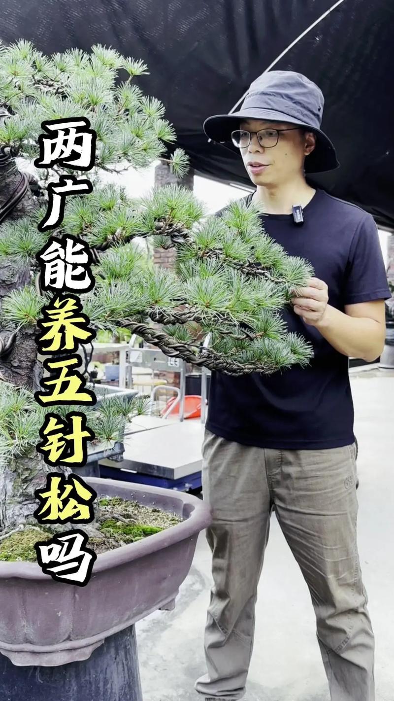 松树冬天能剪枝吗?家庭园艺冬季养护全指南 浇水:冬季控水,干透再浇