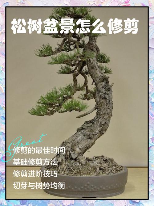 松树冬天能剪枝吗?家庭园艺冬季养护全指南 修剪:冬季修剪需谨慎,重点在病弱枝