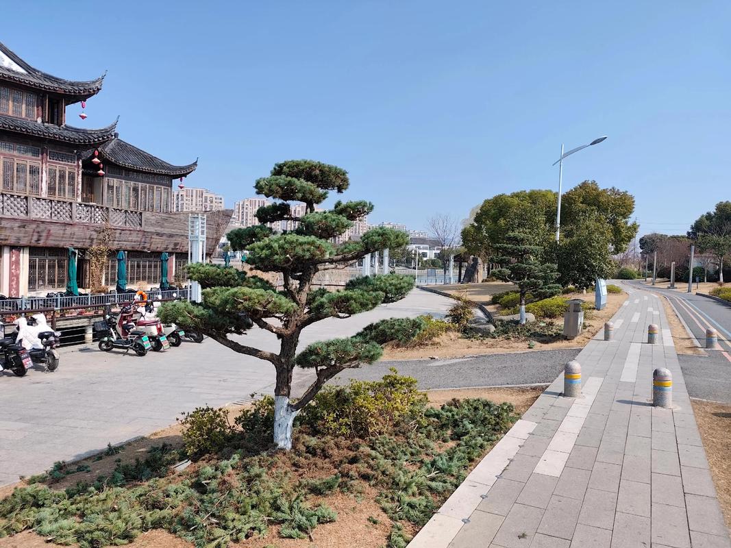 松树冬天能剪枝吗?家庭园艺冬季养护全指南 施肥:冬季停肥,待春回暖
