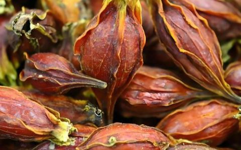 栀子花能吃吗？食用功效、禁忌及安全指南