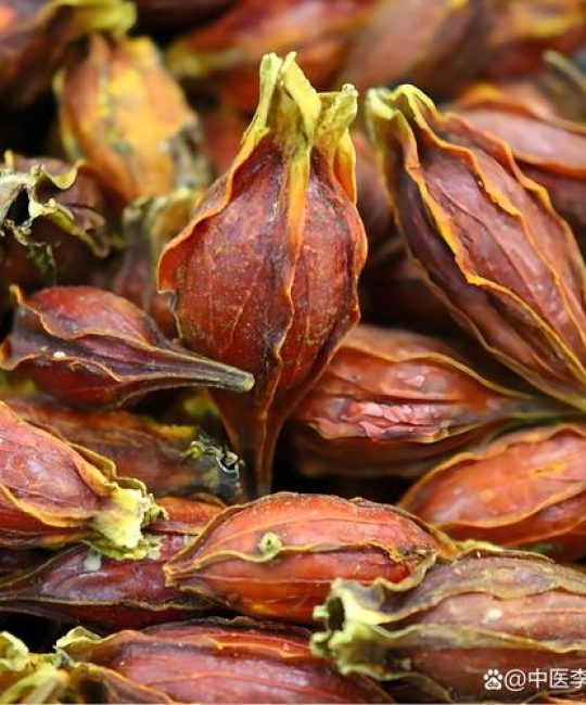 栀子花能吃吗？食用功效、禁忌及安全指南