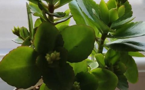长寿花能不能水培养殖？能，但只建议短期生根