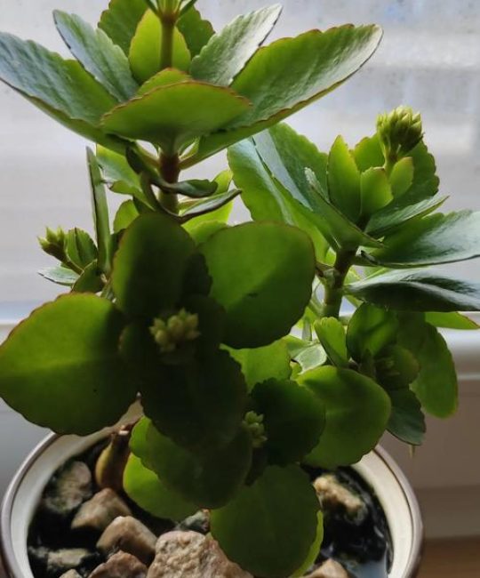 长寿花能不能水培养殖？能，但只建议短期生根