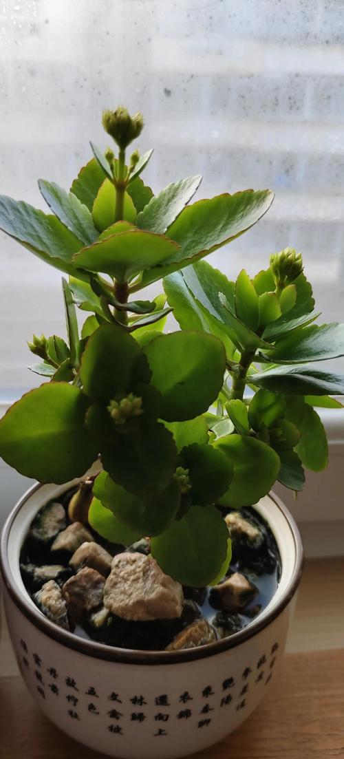 长寿花能不能水培养殖?能,但只建议短期生根 什么样的枝条适合水培