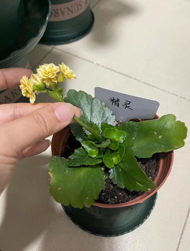 长寿花能不能水培养殖?能,但只建议短期生根 水培和土培的差别