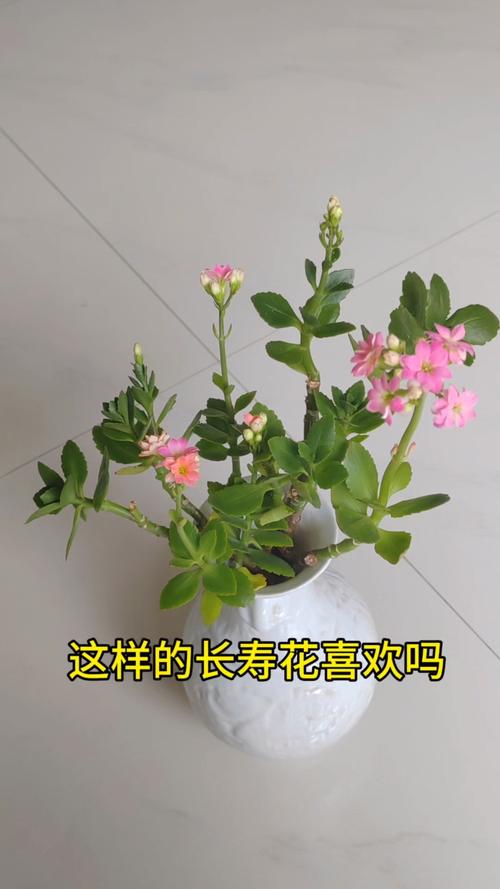 长寿花能不能水培养殖?能,但只建议短期生根 新手最常见的五个错误