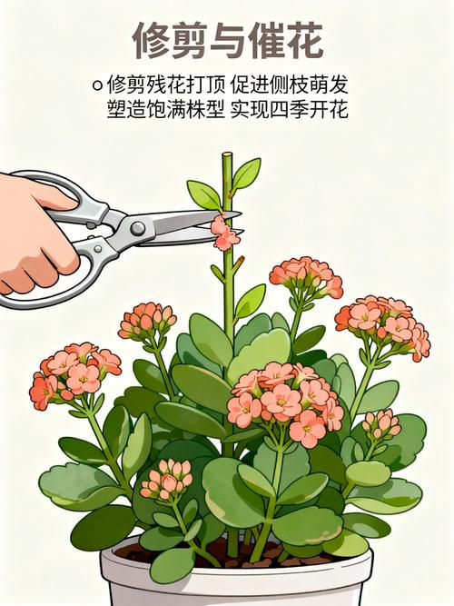 长寿花能不能水培养殖?能,但只建议短期生根 写在最后