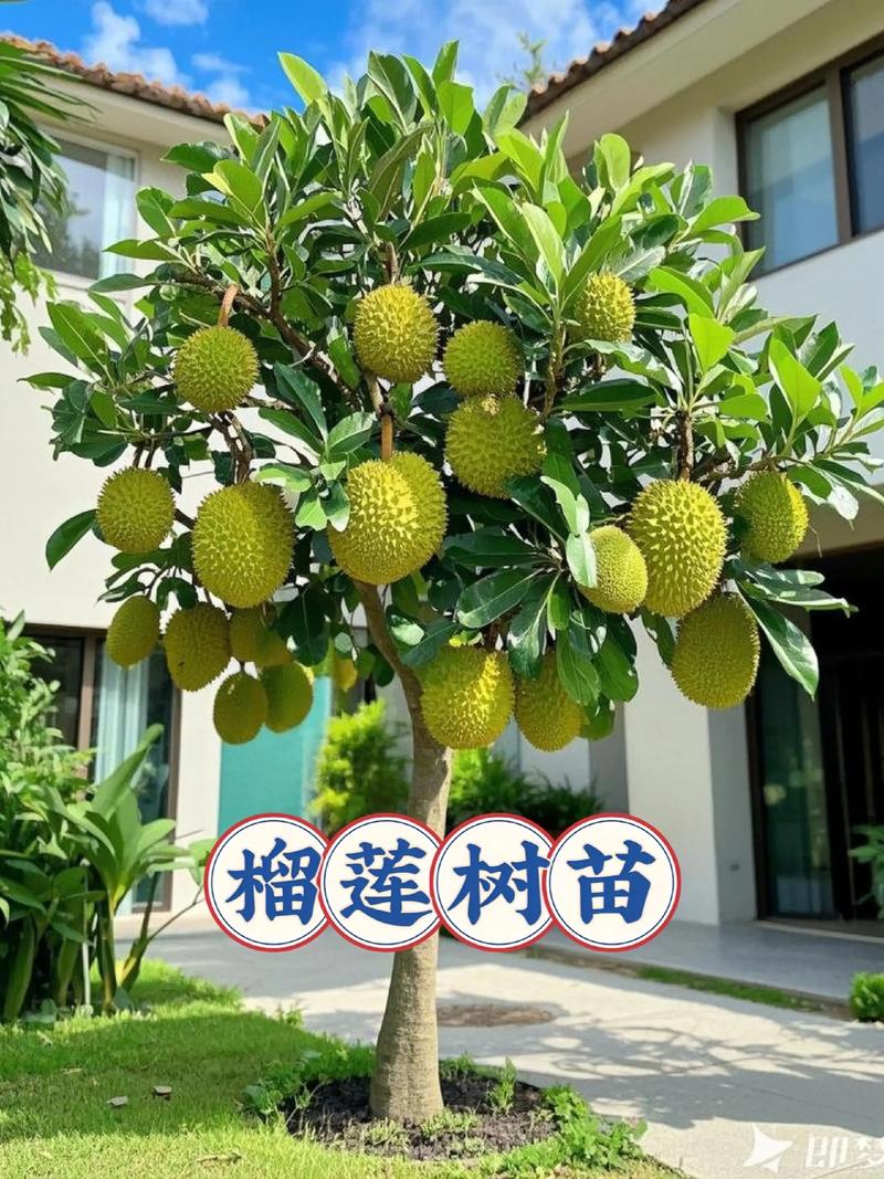 榴莲树苗多少钱一棵?规格、品种、产地影响报价 品种因素