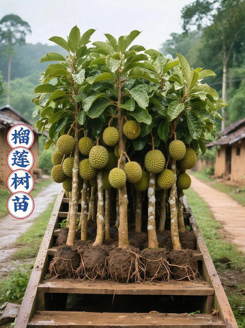 榴莲树苗多少钱一棵?规格、品种、产地影响报价 规格因素