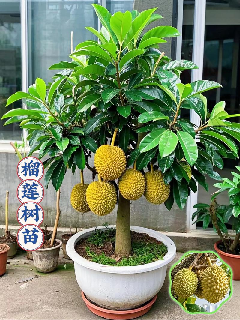 榴莲树苗多少钱一棵?规格、品种、产地影响报价 产地因素