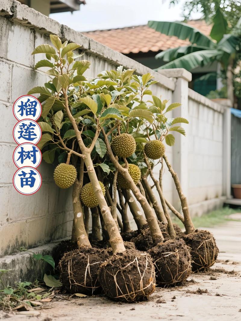榴莲树苗多少钱一棵?规格、品种、产地影响报价 季节因素