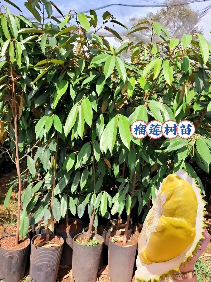 榴莲树苗多少钱一棵?规格、品种、产地影响报价 常见规格与价格区间参考