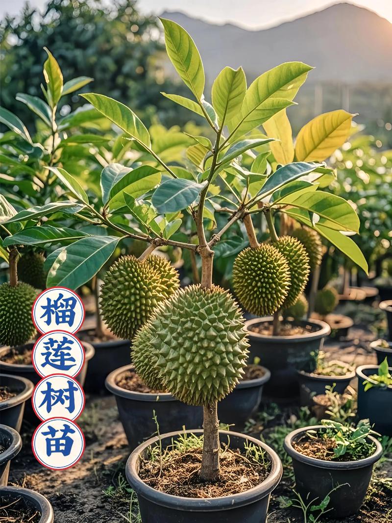 榴莲树苗多少钱一棵?规格、品种、产地影响报价 运输距离影响
