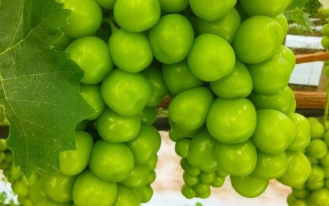 哪里有阳光玫瑰葡萄苗卖？选购正宗嫁接苗的完整指南与三大核心检验标准