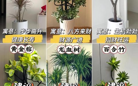 客厅种什么植物比较好？园艺师推荐3种高颜值又好养的室内盆栽