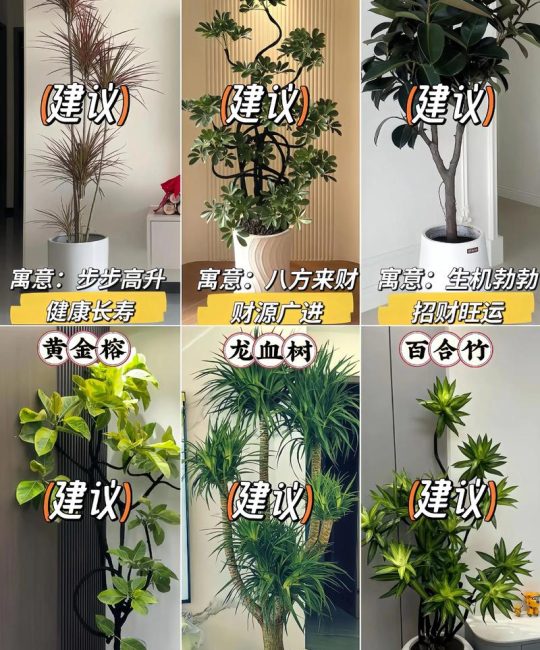 客厅种什么植物比较好？园艺师推荐3种高颜值又好养的室内盆栽
