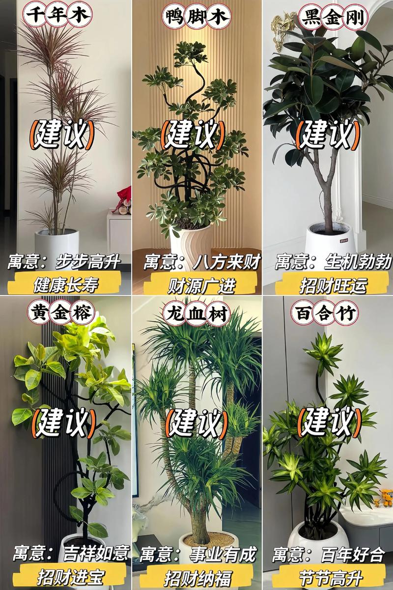 客厅种什么植物比较好?园艺师推荐3种高颜值又好养的室内盆栽 客厅种什么植物比较好?园艺师推荐3种高颜值又好养的室内盆栽