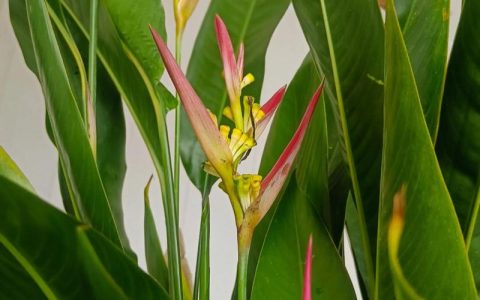 植物天堂鸟会开花吗？花期、不开花原因与促花养护全指南