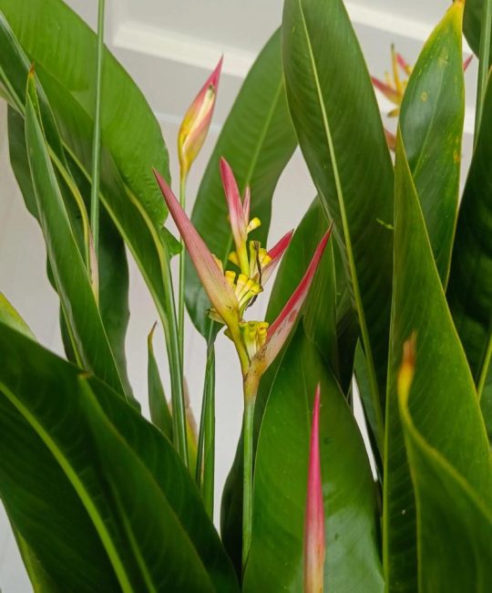 植物天堂鸟会开花吗？花期、不开花原因与促花养护全指南