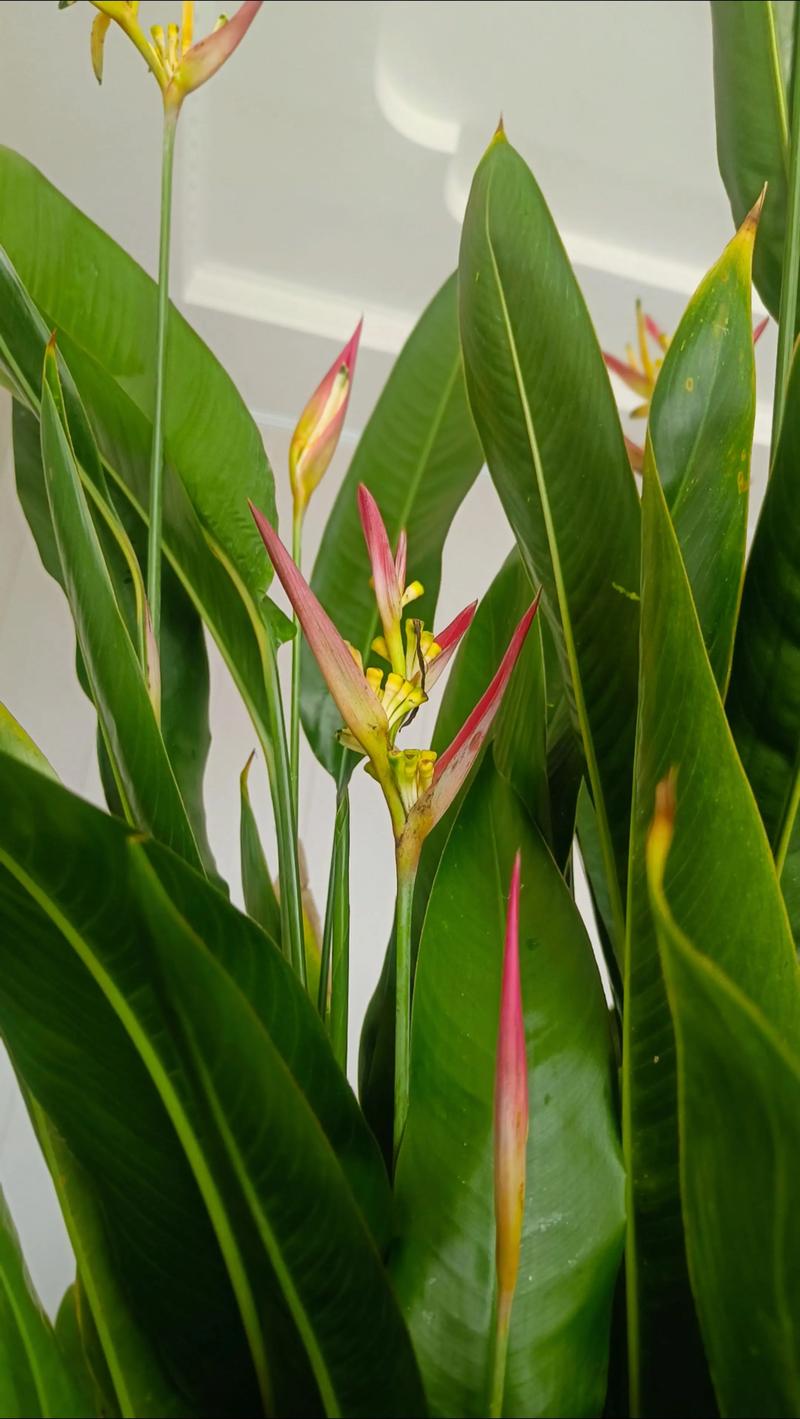 植物天堂鸟会开花吗?花期、不开花原因与促花养护全指南 天堂鸟会开花,但室内养护需3-5年