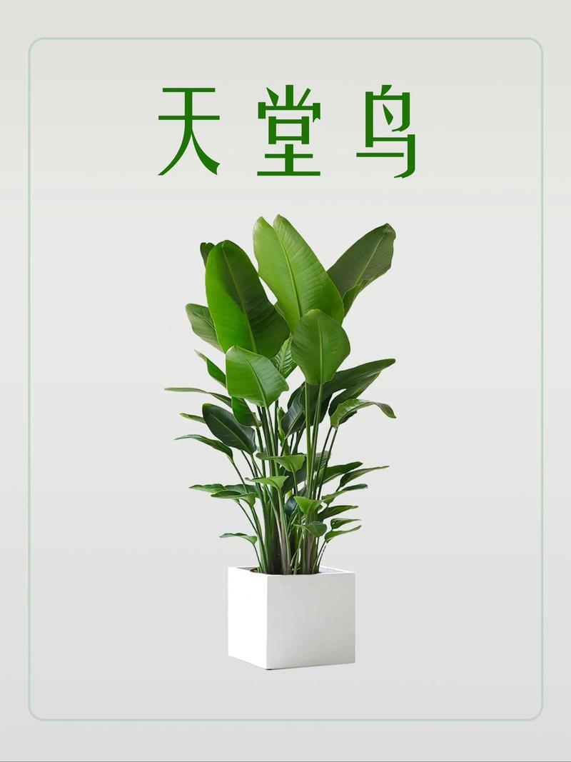 植物天堂鸟会开花吗?花期、不开花原因与促花养护全指南 影响天堂鸟开花(促花)的关键因素