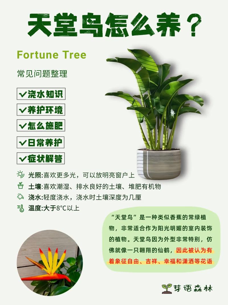 植物天堂鸟会开花吗?花期、不开花原因与促花养护全指南 FAQ