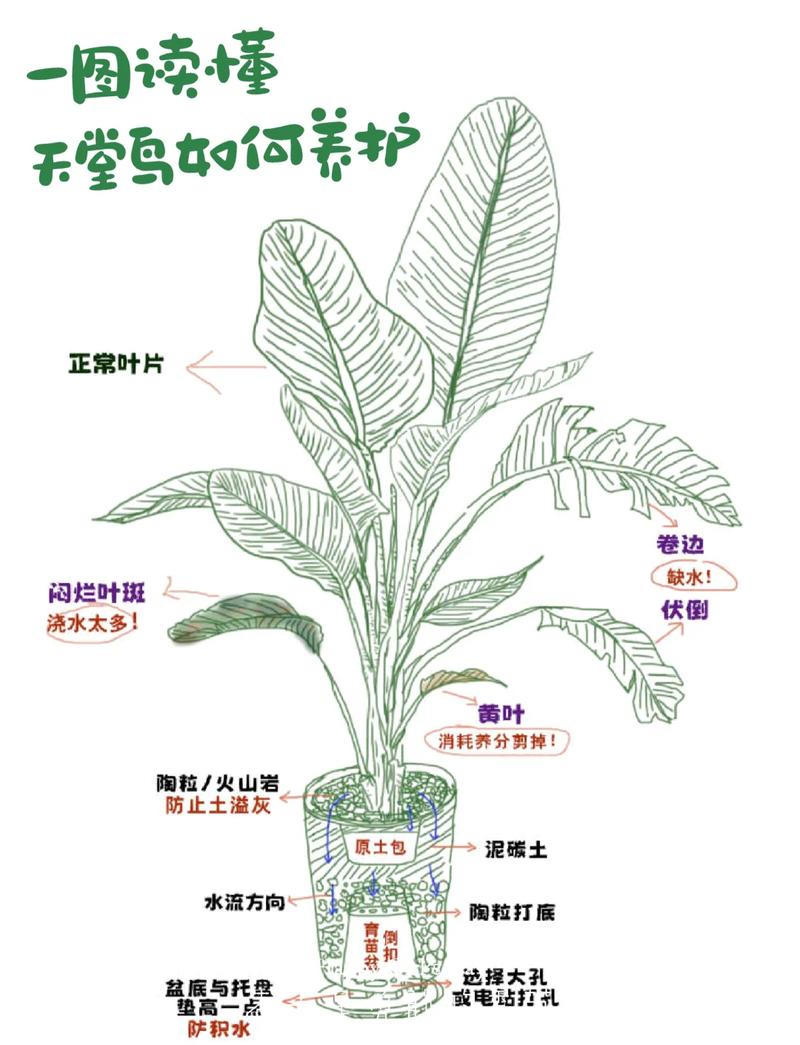 植物天堂鸟会开花吗?花期、不开花原因与促花养护全指南 不开花常见原因与解决(结构化列表)