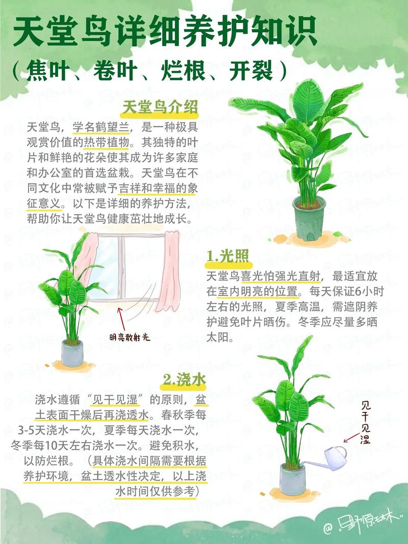 植物天堂鸟会开花吗?花期、不开花原因与促花养护全指南 促花养护步骤(可执行操作)