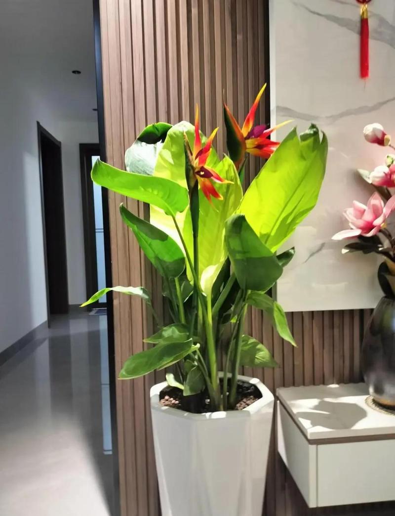植物天堂鸟会开花吗?花期、不开花原因与促花养护全指南 总结