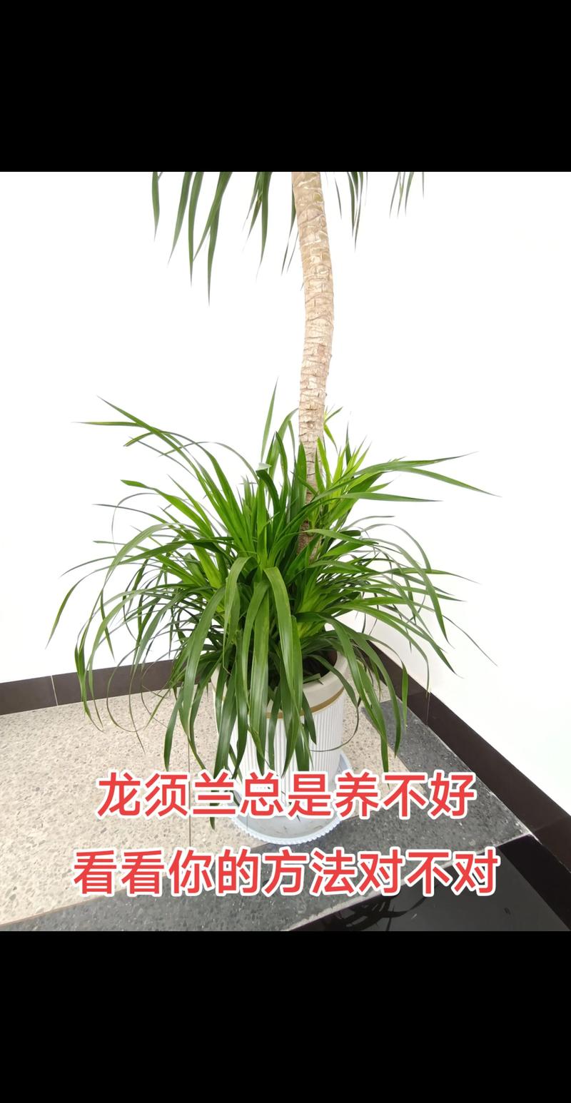 龙须树施什么肥?掌握这些要点,叶片翠绿挺拔不黄叶 三、龙须树施肥的黄金时间表