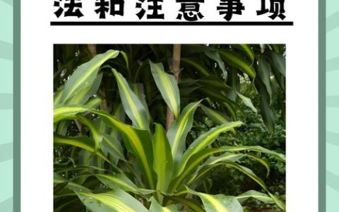 龙须树施什么肥？掌握这些要点，叶片翠绿挺拔不黄叶