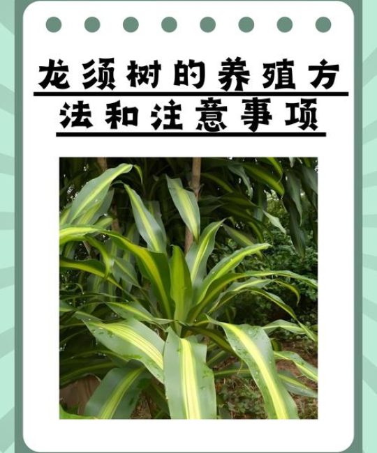 龙须树施什么肥？掌握这些要点，叶片翠绿挺拔不黄叶