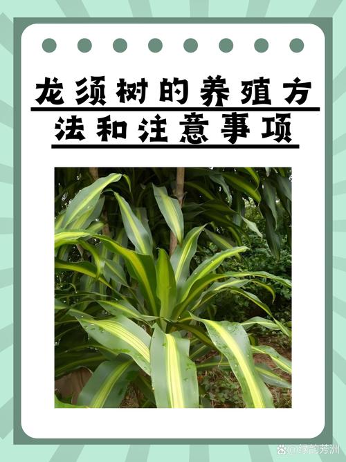 龙须树施什么肥?掌握这些要点,叶片翠绿挺拔不黄叶 一、龙须树的营养需求特点