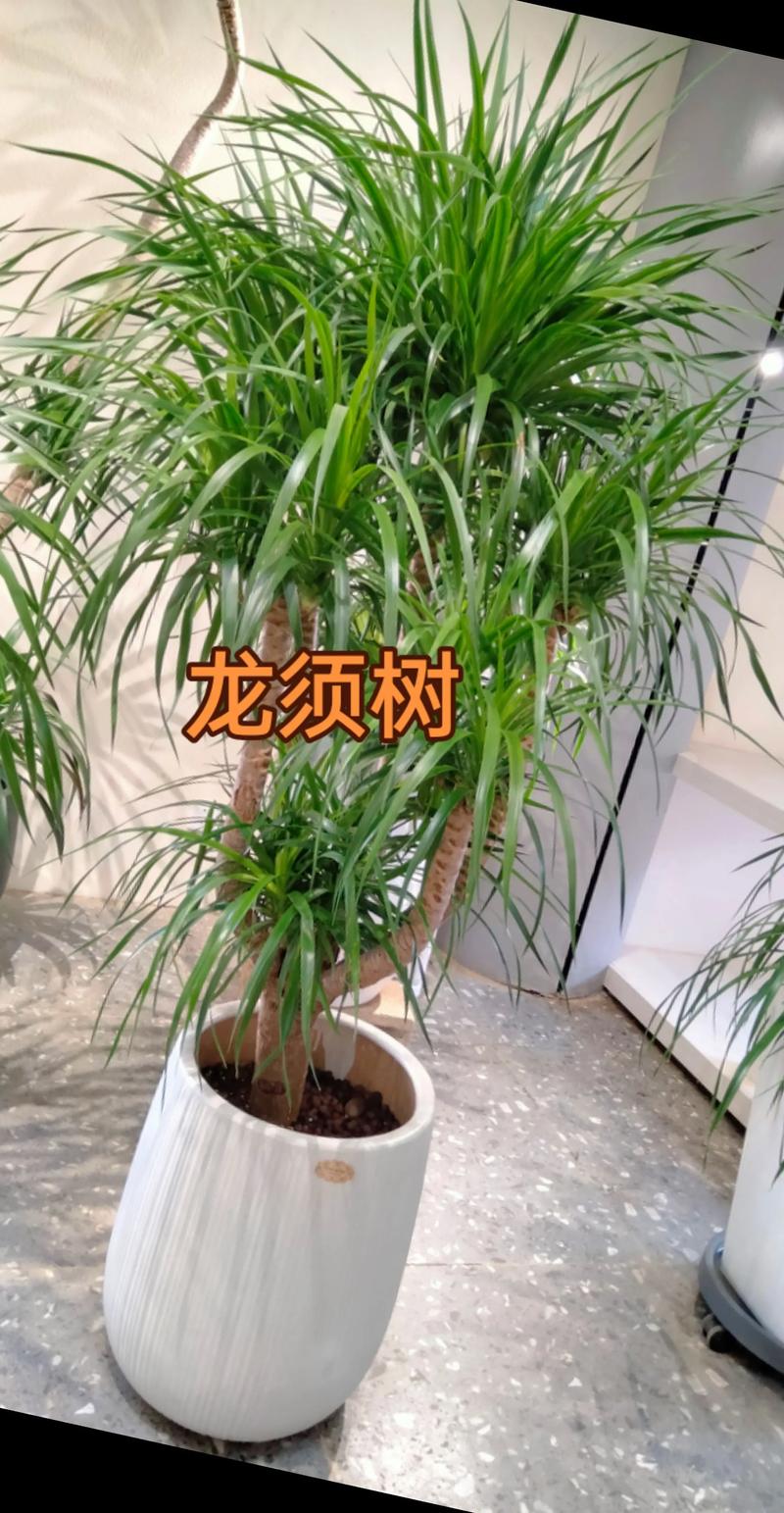 龙须树施什么肥?掌握这些要点,叶片翠绿挺拔不黄叶 二、龙须树适合施什么肥?